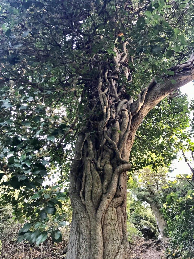 The Secret Life of Cherry Hinton Chalk Pits – The Cambridge Placebook