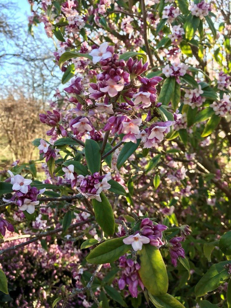 Cambridge Botanic Garden In Winter – The Cambridge Placebook